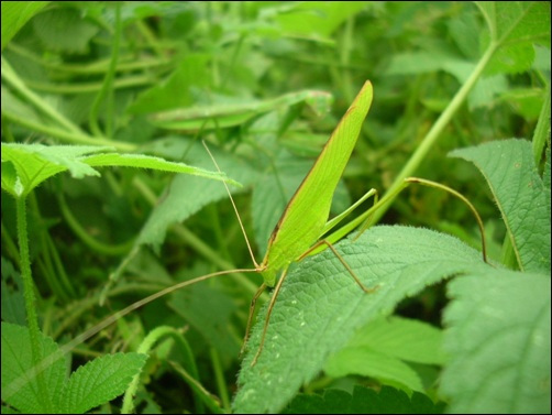 잎사귀가 바람에 흔들리며 자세가 좀 바뀌었습니다. 베짱이의 마지막 화려한 모습입니다. 